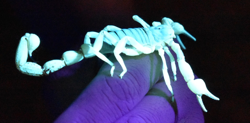 Tipos de alacranes